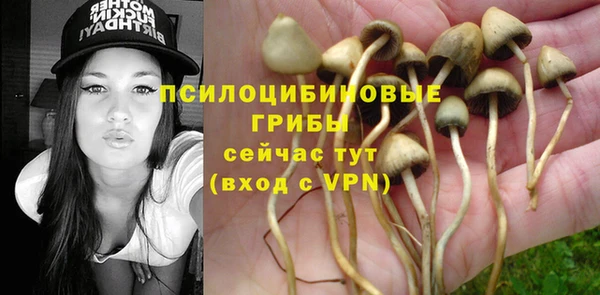 прущие грибы Абинск